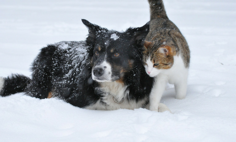 image for 12 Winter Safety Tips for Pets
